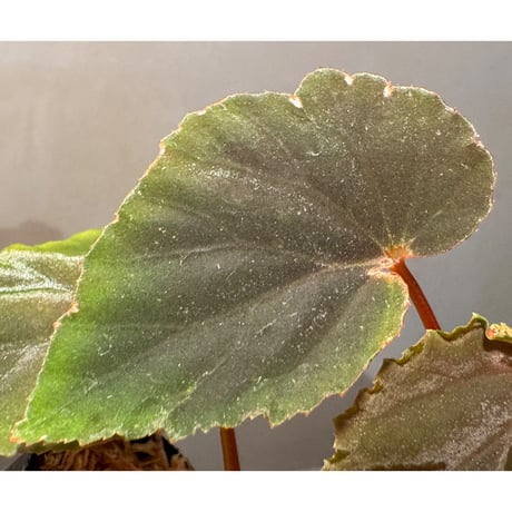 Begonia sp. from Kapuas hulu ①