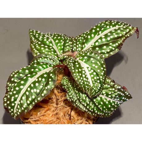 Sonerila sp. "White dot"