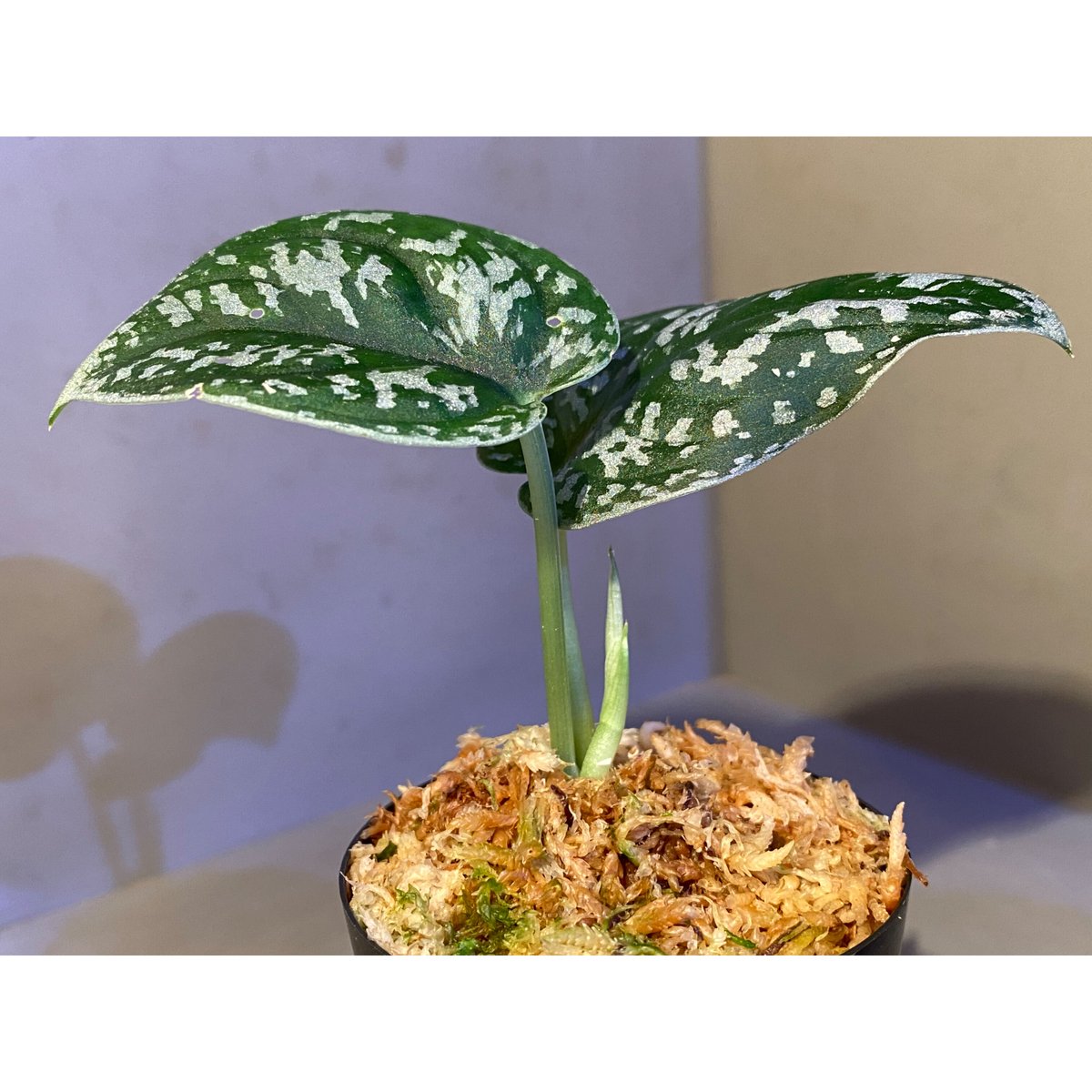 Scindapsus pictus 
