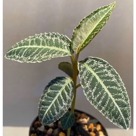 Ardisia sp. from Sumatera barat [TB]