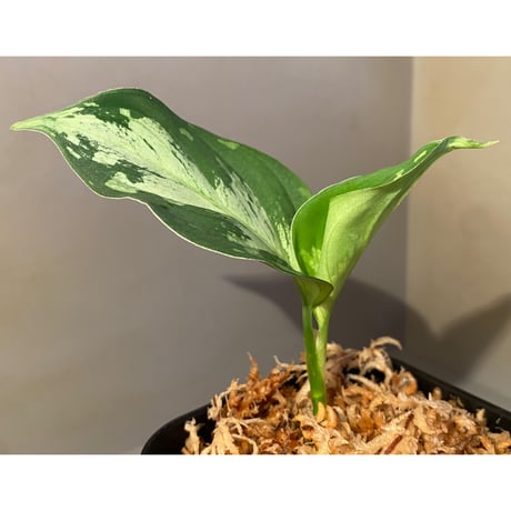 Aglaonema pictum “Purple Rain” BNN from Sibolga timur ［AZ0516-2e］