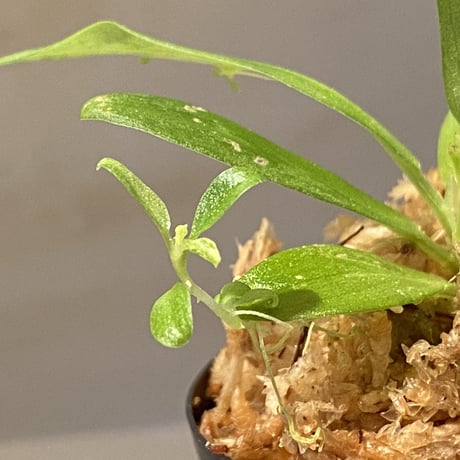 Schismatoglottis sp. "初霜錦" from Murung raya [LA0515-05]