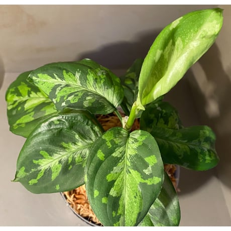 Aglaonema pictum "Blue Nias" from Pulau Nias [AZ0912-3.5]