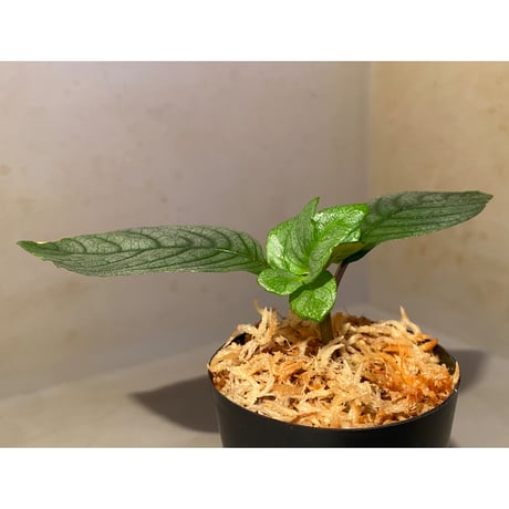 Ophiorrhiza? sp. "Kab. Sanggau" Kal barat [TB]