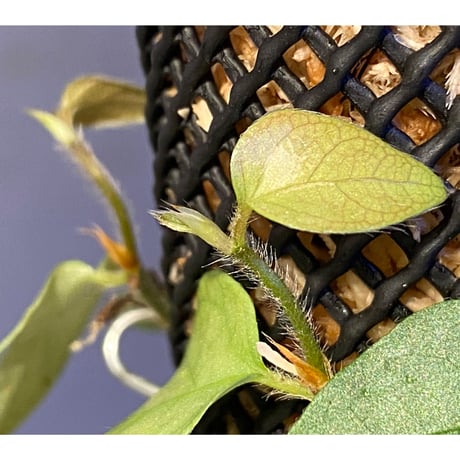 Ficus sp. from Murung raya [LA0515-05]