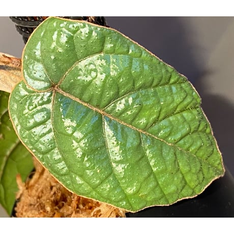 Pterisanthes sp. from Sabah-1 [R0515-01a]