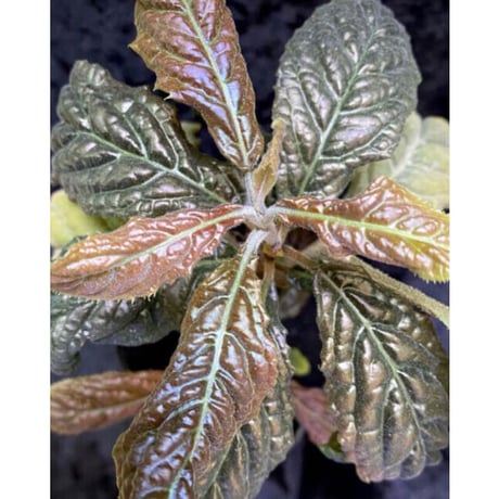 Ardisia sp. from Bengkulu [LA0315-1]