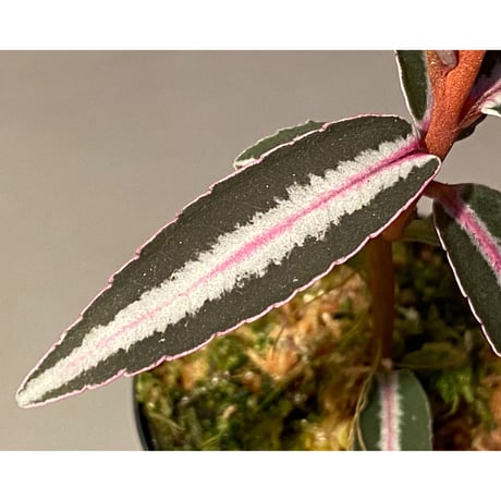 Labisia sp. from Kapuas hulu Kalimantan barat