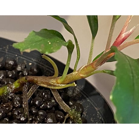 Bucephalandra sp. "Maia"
