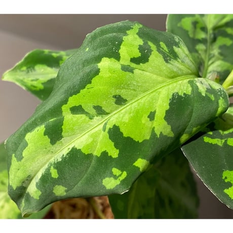 Aglaonema pictum GW1410 from Padang sidempuan [TB]