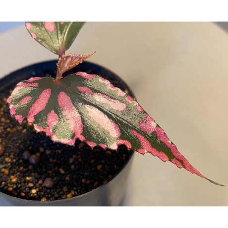 Begonia sp. ぼっち株 from Julau [R1214-01b]