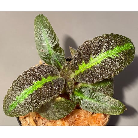 Nautilocalyx  picturatus