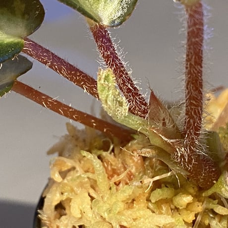 Begonia blancii