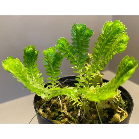 Selaginella sp. バリエガータ from "Nanga pinoh" [TB]