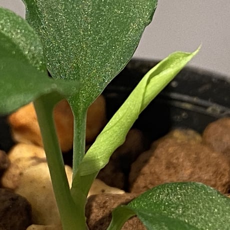 Homalomena sp. from Solok sumatera [LA0214-3]
