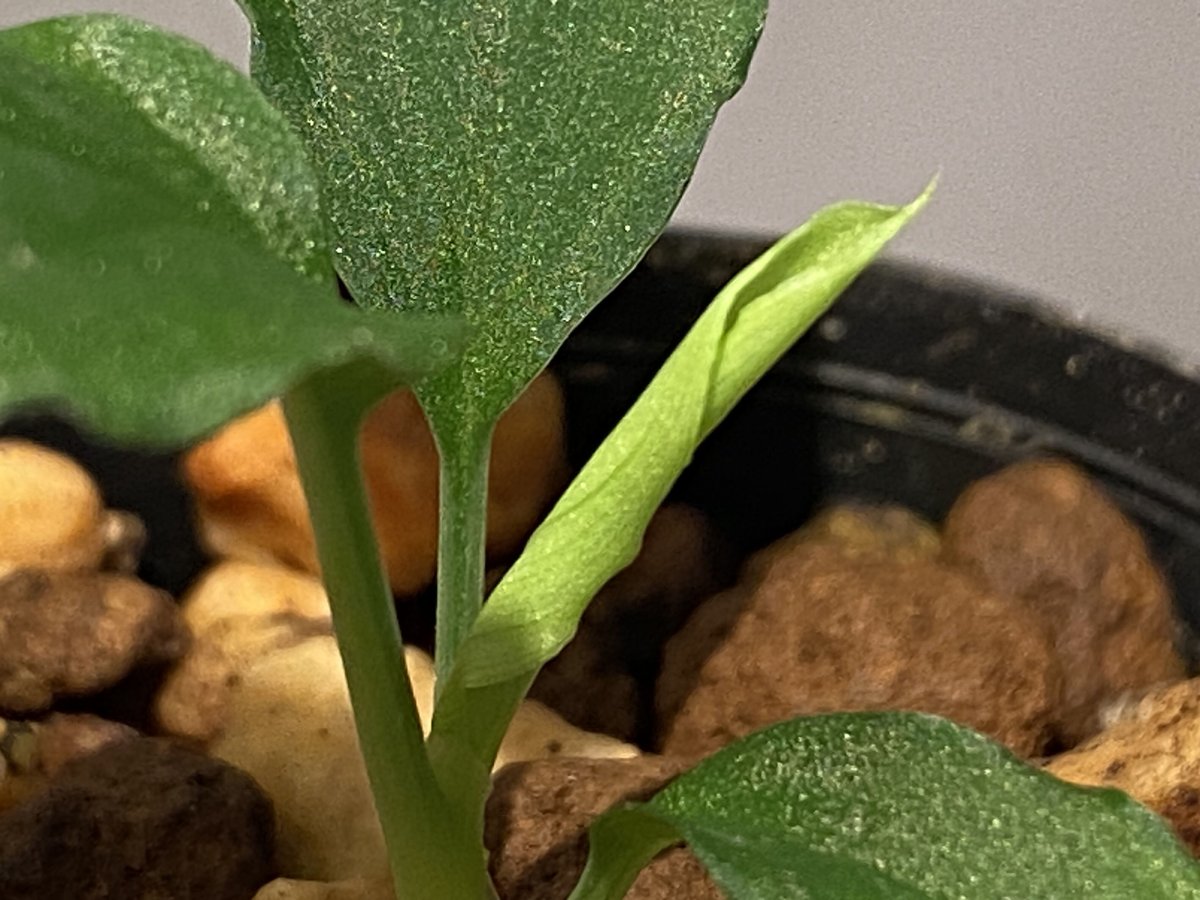 Homalomena sp. from Solok sumatera [LA0214-3] |