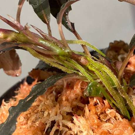 (大株) Bucephalandra sp. "Kedagang" [ID便]
