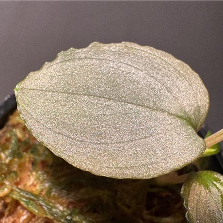 Homalomena sp. "Silver Red" from Peninsular Malaysia [AZ0515-4]