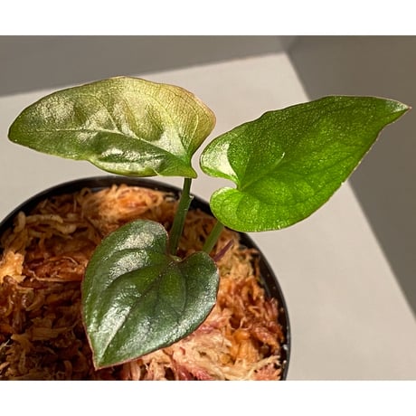 Syngonium sp. from Choco Colombia [tamakay]