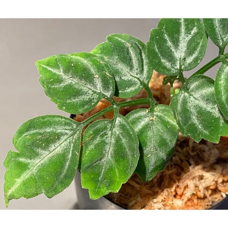 Leea sp. "Green"