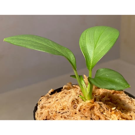 Homalomena sp . from Jerteh [TK090118-2]