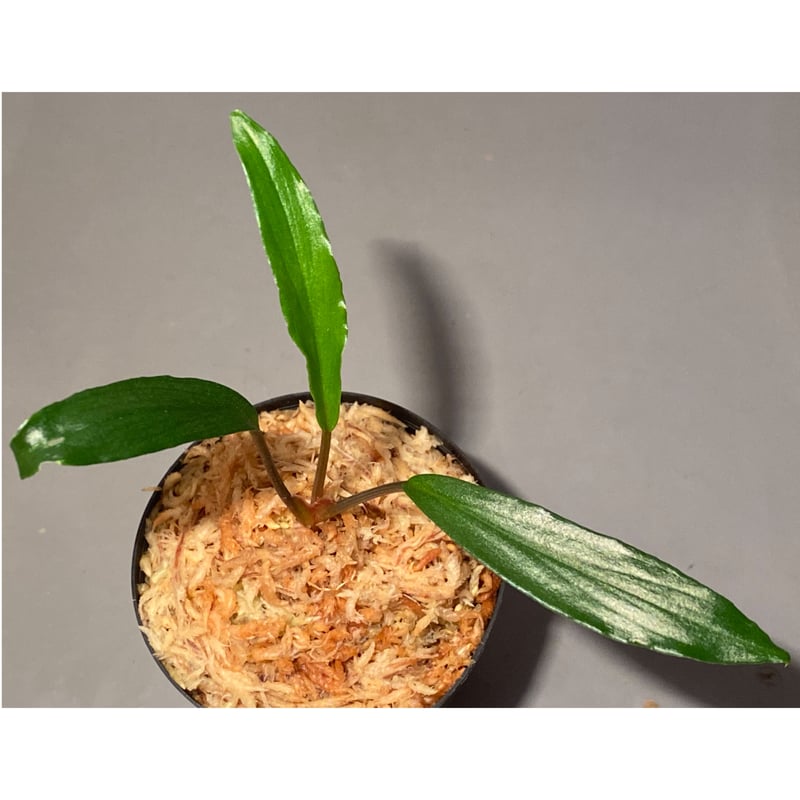 ホマロメナ ビッティフォリア Homalomena 熱帯植物 アロイド ホマロメナ ビッティフォリア Homalomena 熱帯植物 アロイド