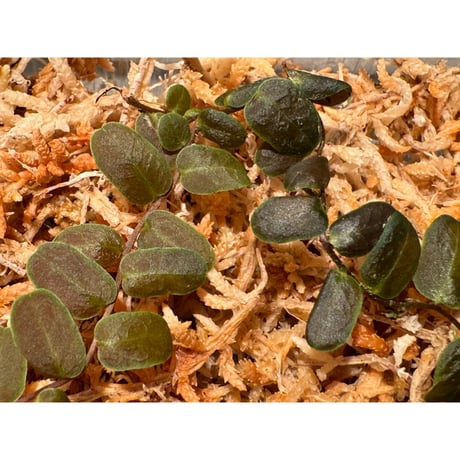 Marcgravia sp. "Bronze"
