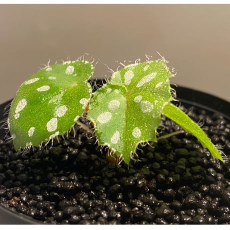 Begonia sp. from Rahad Datu [TK081116-1]