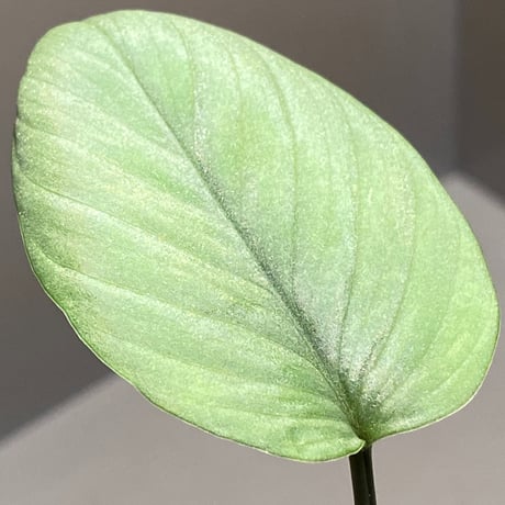 Homalomena sp. from Aceh sumatera [LA1118-03]