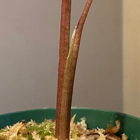 Colocasia pharaoh’s mask