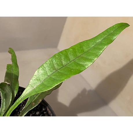 Microsorium sp. from Trat Thailand ①