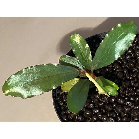 Bucephalandra sp. "Apple-Leaf" from Kota Baru Timur-1 [AZ0311-11]