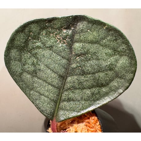 Ardisia sp. from Kapuas fulu West Kalimantan