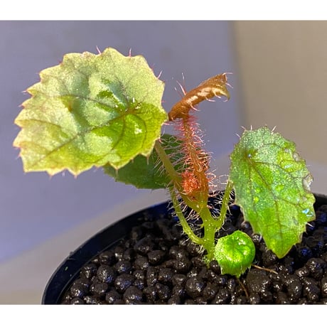 Begonia susaniae