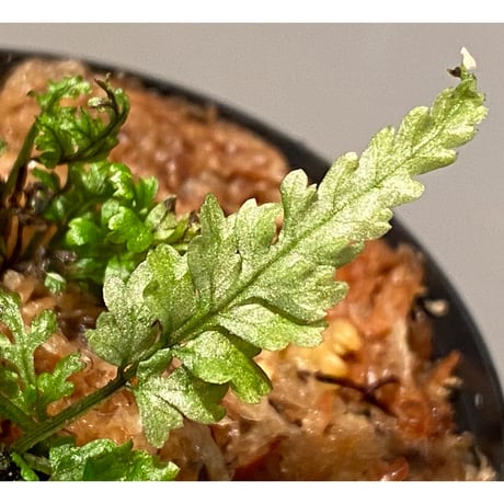 Bolbitis sp. from Kidapawan Mindanao