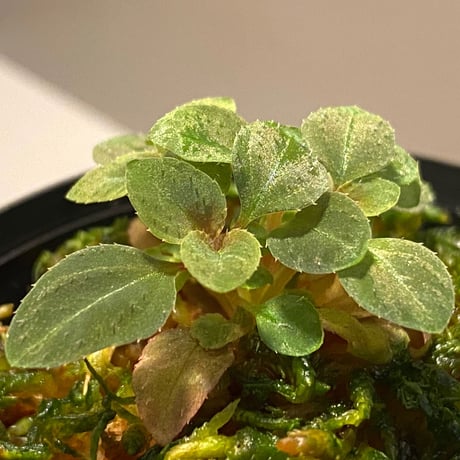 Sonerila pulchella