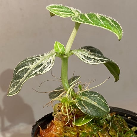 Argostemma bifolium from Bukit Larut [TK130717]