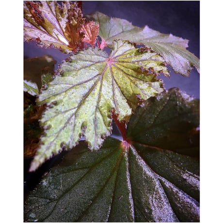 Begonia Hyb. (Halmahera × Aceh)