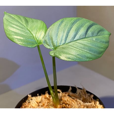Homalomena sp. from Aceh sumatera [LA1118-03]