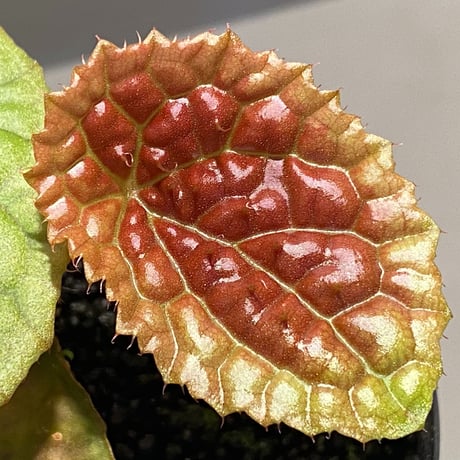 Begonia susaniae