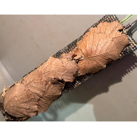 Drynaria bonii from Laos