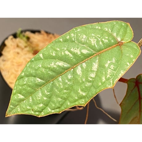 Pterisanthes sp. from Sabah-1 [R0515-01a]
