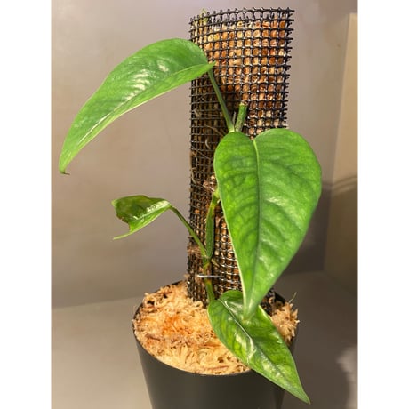 Philodendron sp. from Venezuela [tanakay]
