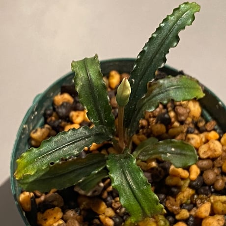 Bucephalandra sp. "MEDUSA"
