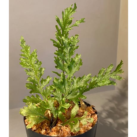Crepidomanes auriculatum 屋久島産 [KSB]