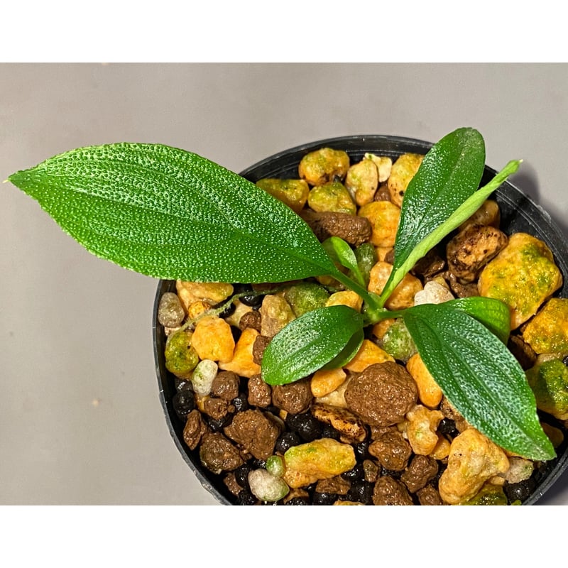 Homalomena asperifolia 