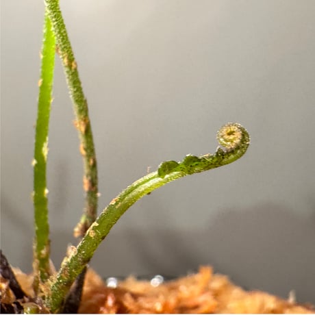 Thelypteris pinnatifida from Colombia [LA0316-03]