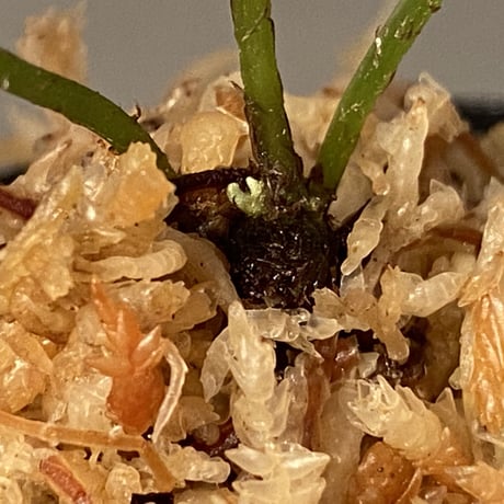 Bolbitis subcardata 西表島産