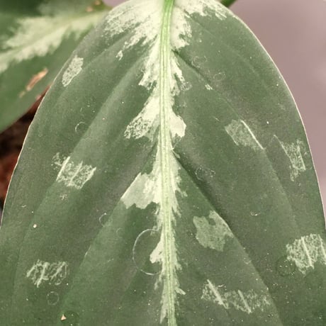 Aglaonema pictum from Sumatera A2 [TK070918] タグ付き