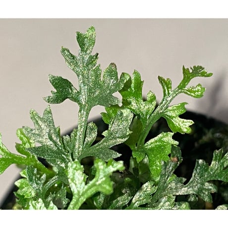 Bolbitis heteroclita cuspidata